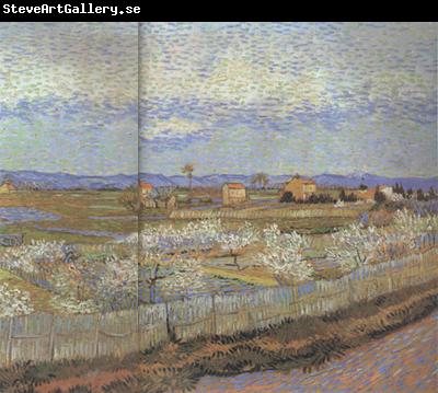 Vincent Van Gogh La Crau with Peach Trees in Blossom (nn04)